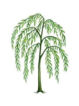 Weeping willow tree showing delicate green leaves on elegant branches for nature designs.