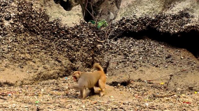 Wild Macaque Monkey Foraging on Oyster Shell Beach in Ha Long Bay Vietnam, Color Graded Stabilized B-Roll