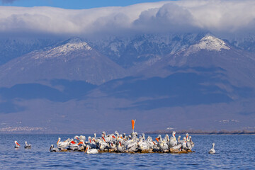 Pelikan kędzierzawy (Pelecanus crispus) © Grzegorz