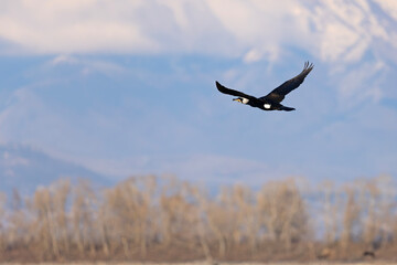 Kormoran zwyczajny, kormoran czarny (Phalacrocorax carbo) © Grzegorz