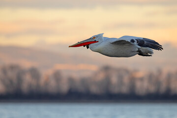 Pelikan kędzierzawy (Pelecanus crispus) © Grzegorz