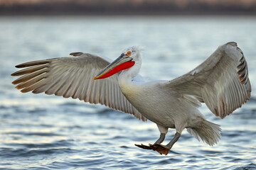 Pelikan kędzierzawy (Pelecanus crispus) © Grzegorz