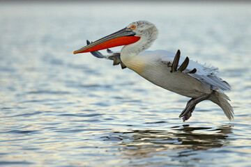 Pelikan kędzierzawy (Pelecanus crispus) © Grzegorz