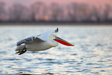 Pelikan kędzierzawy (Pelecanus crispus) © Grzegorz