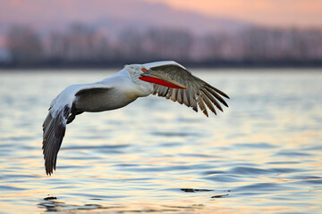 Pelikan kędzierzawy (Pelecanus crispus) © Grzegorz