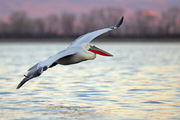 Pelikan kędzierzawy (Pelecanus crispus) © Grzegorz