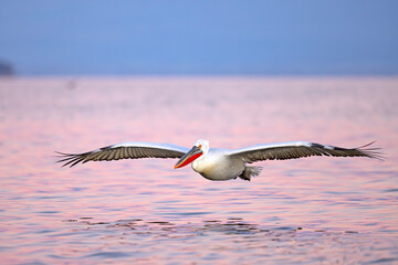 Pelikan kędzierzawy (Pelecanus crispus) © Grzegorz