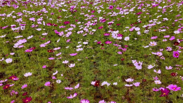Vibrant Field of Pink and White Cosmos Flowers Blooming at Nhat Tan Flower Village in Hanoi Vietnam - Stabilized Gimbal Shot Color Graded B-Roll