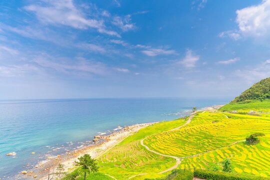 石川県・能登半島 白米千枚田