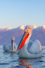 Pelikan kędzierzawy (Pelecanus crispus) © Grzegorz