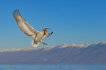 Pelikan kędzierzawy (Pelecanus crispus) © Grzegorz