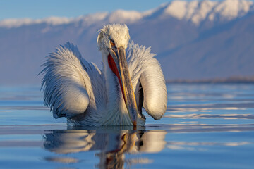 Pelikan kędzierzawy (Pelecanus crispus) © Grzegorz