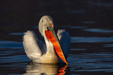 Pelikan kędzierzawy (Pelecanus crispus) © Grzegorz
