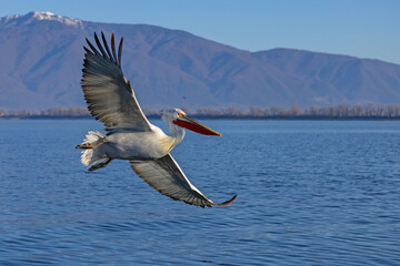 Pelikan kędzierzawy (Pelecanus crispus) © Grzegorz