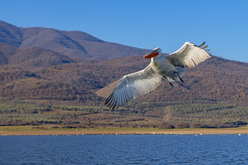 Pelikan kędzierzawy (Pelecanus crispus) © Grzegorz