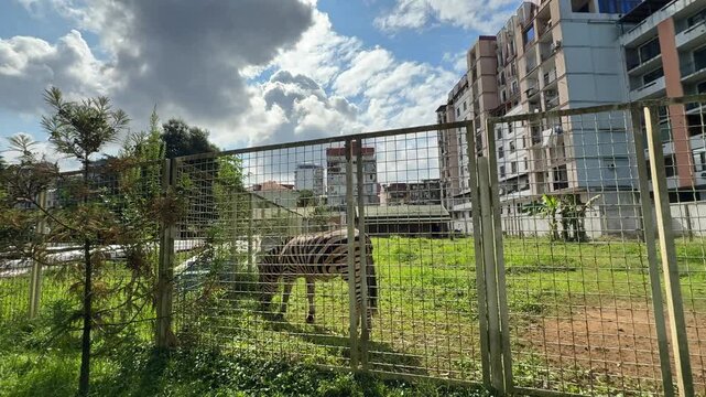 Striped zebra grazes and eats green grass behind metal mesh fence in zoo paddock against multistory residential buildings under cloudy sky