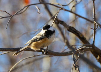 A Little Black Capped Chickadee Checking To See What I  Was Doing © Barbara