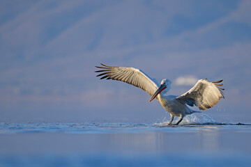 Pelikan kędzierzawy (Pelecanus crispus) © Grzegorz