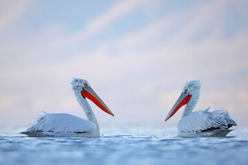 Pelikan kędzierzawy (Pelecanus crispus) © Grzegorz