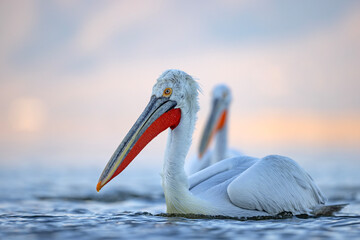 Pelikan kędzierzawy (Pelecanus crispus) © Grzegorz