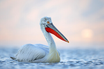 Pelikan kędzierzawy (Pelecanus crispus) © Grzegorz