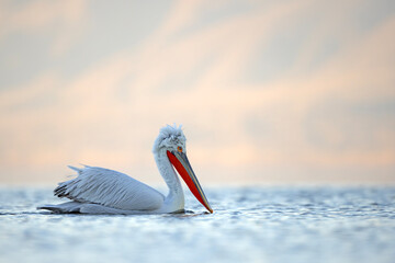 Pelikan kędzierzawy (Pelecanus crispus) © Grzegorz