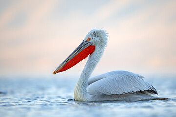 Pelikan kędzierzawy (Pelecanus crispus) © Grzegorz