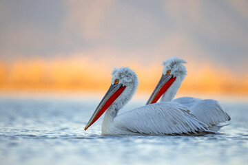 Pelikan kędzierzawy (Pelecanus crispus) © Grzegorz