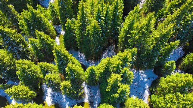 Top-down aerial view of dense green forest and fresh snow, creating a vibrant natural background for winter, ecology, and outdoor travel concepts.