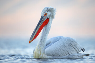 Pelikan kędzierzawy (Pelecanus crispus) © Grzegorz
