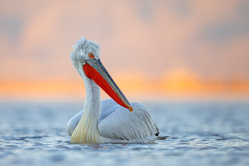 Pelikan kędzierzawy (Pelecanus crispus) © Grzegorz