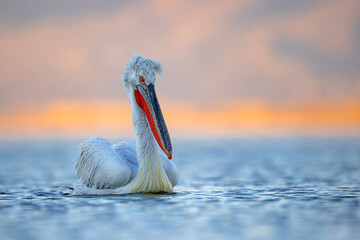 Pelikan kędzierzawy (Pelecanus crispus) © Grzegorz