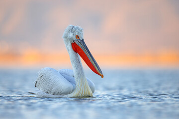 Pelikan kędzierzawy (Pelecanus crispus) © Grzegorz
