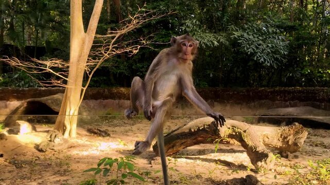 Long Tailed Macaque Monkey Balancing on Glass Wall in Jungle Enclosure at Vinpearl Safari Phu Quoc Vietnam