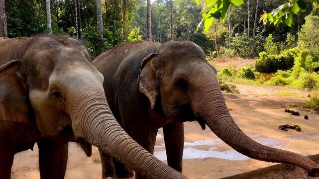 Close Up View of Asian Elephants Reaching with Trunks at Vinpearl Safari Phu Quoc Vietnam: 4K Stock Video