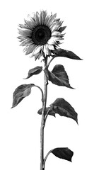 Obraz premium PNG Black and white sunflower illustration isolated on white