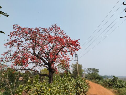 red silk cotton tree with red flowers blooming on village road