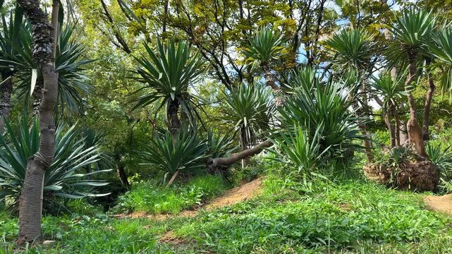 Pan video of lush tropical garden with green yucca and palm trees, green grass and paths on sunny day