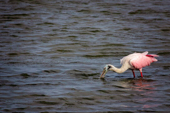 Roseate spoonbill (Platalea ajaja) foraging in shallow water in Dauphin Island Alabama