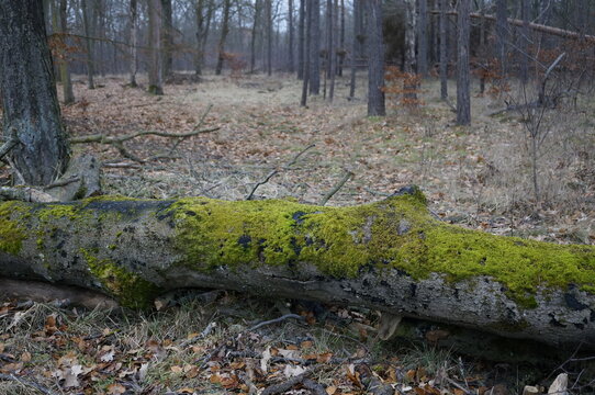 Moss-covered fallen tree trunk on the forest floor, surrounded by dry leaves and woodland vegetation.