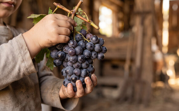 Young child holding a fresh bunch of purple grapes inside a rustic barn for harvest concept