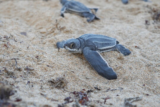 Leatherback close up