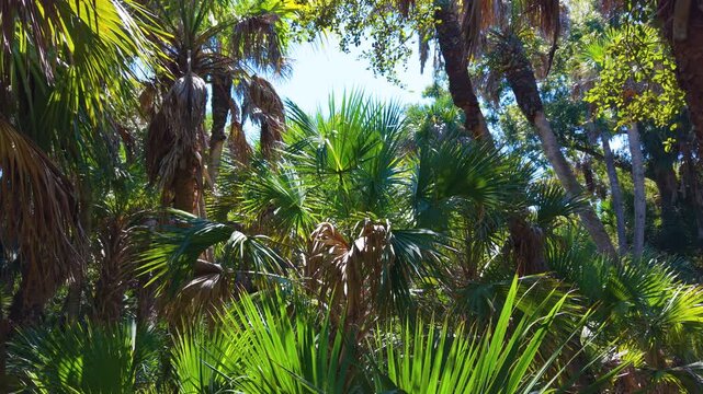 Tropical jungles with green palm trees and wild vegetation in southern Florida. Dense rainforest ecosystem.