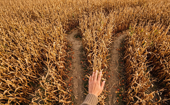 A person standing at a fork in the road inside a corn maze choosing a path representing difficult decisions and life choices