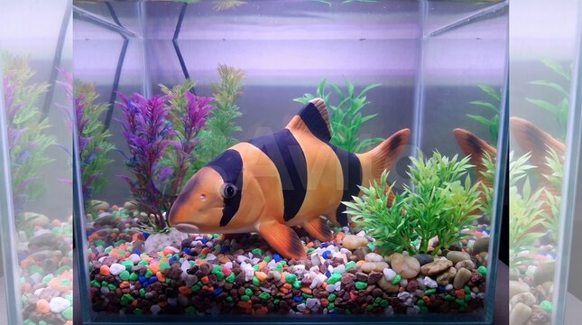 Clown loach aquarium