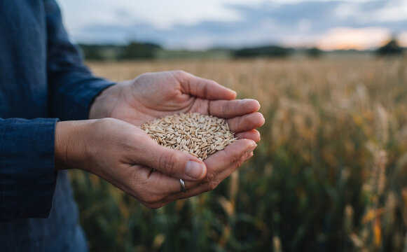 Close-up of caucasian adult female holding grain seeds in hands at wheat field representing harvest and agriculture