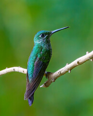 Hummingbird © Nick Hobgood