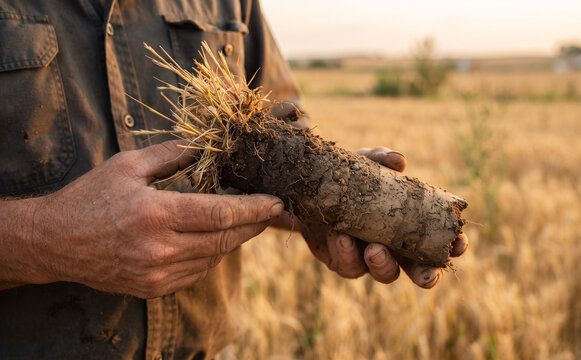Agronomist holding soil core sample in agricultural field analyzing crop health and soil quality