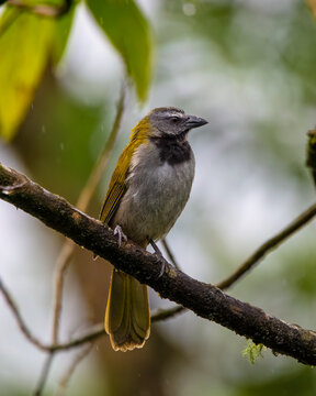 Saltator