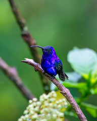 Hummingbird © Nick Hobgood
